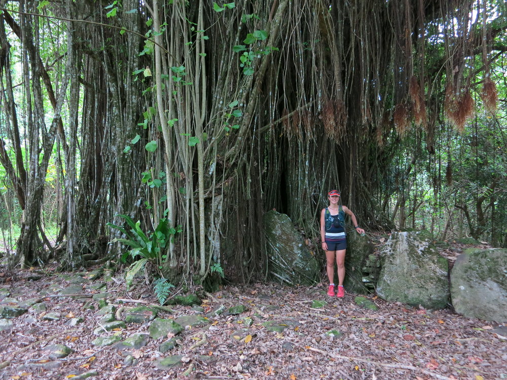 This is a massive banyan tree on Huahine - it has completely overwhelmed this marae site.  